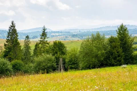 Forest on the green hill Stock Photos