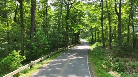 Forest - Green Lakes State Park - Syracuse, NY Video stock 336537992