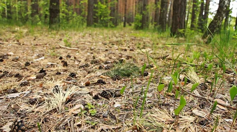 Forest. Green Leaves. Stock Footage 39213712
