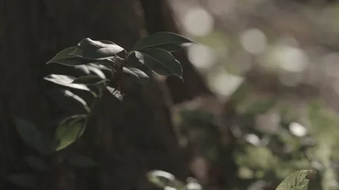 Forest green leaves Stock Footage 170112404