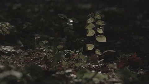 Forest green leaves Stock Footage 170112420