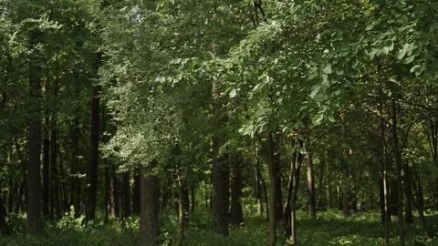 Forest with green leaves on trees Stock Footage 125756584