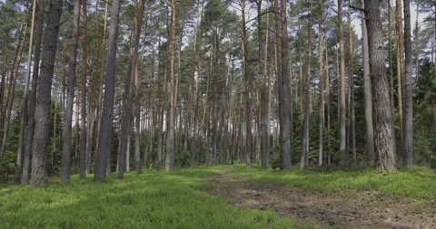 Forest - green lungs, 4K Stock Footage 244335463