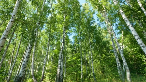 Forest with green lush birch trees Stock Footage 345504035