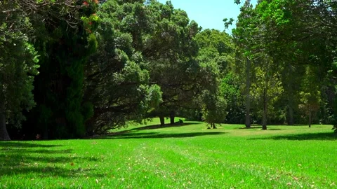 Forest with green meadows and grass in summer in new zealand Stock Footage 131956045