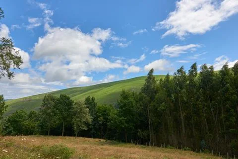 A forest of green meadows Stock Photos