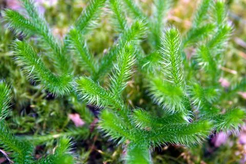 Forest green moss Stock Photos