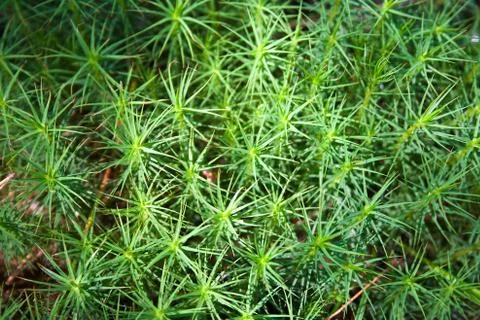 Forest green moss Stock Photos