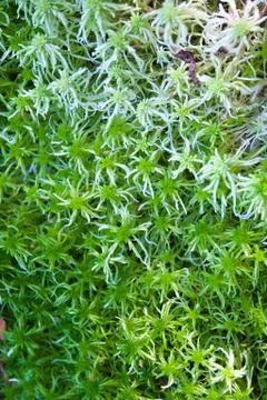 Forest green moss Stock Photos