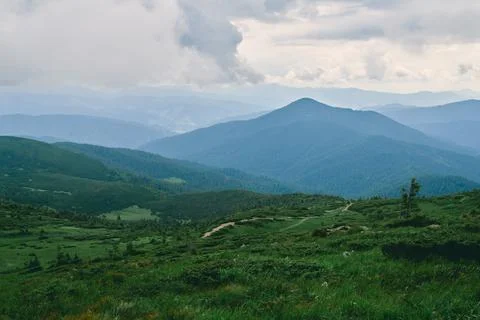 Forest. Green mountain forest landscape. Misty mountain forest. Fantastic for Stock Photos