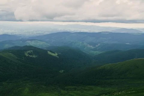 Forest. Green mountain forest landscape. Misty mountain forest. Fantastic for Stock Photos
