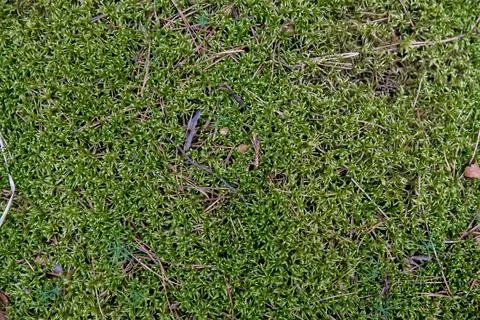 Forest green natural background. Texture of forest green sphagnum moss top view. Stock Photos