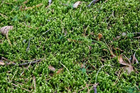 Forest green natural background. Texture of forest green sphagnum moss top view. Stock Photos