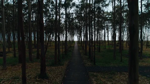 Forest. Green, Nature. Tree. Spain. Aerials. 4k. Drone Video stock 97148368