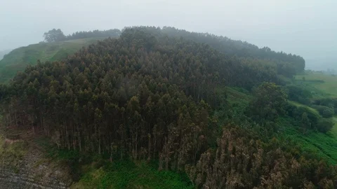 Forest. Green, Nature. Tree. Spain. Aerials. 4k. Drone Video stock 97148460
