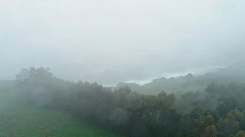 Forest. Green, Nature. Tree. Spain. Aerials. 4k. Drone Stock Footage 97148462