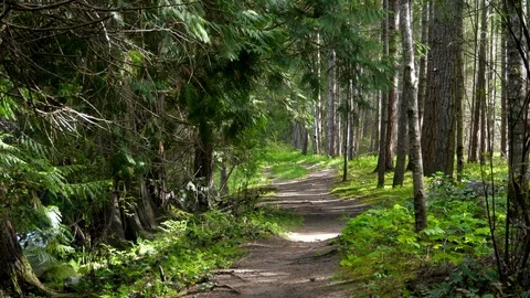 Forest Green Path Nature Trail Landscape, Beautiful Park Woods Road, Tree Hiking Video stock 92764305