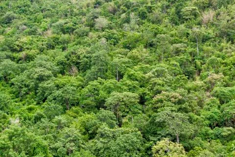 Forest green Stock Photos