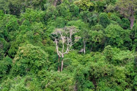 The Forest green Stock Photos