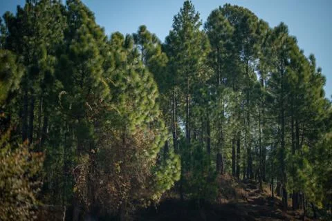 Forest of green pine trees on mountainside, Natural Forest. Stock Photos