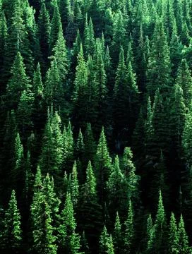 Forest of Green Pine Trees Stock Photos