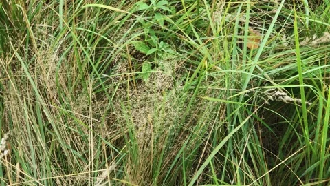 Forest green thick grass, wild nature Stock Footage 306154272