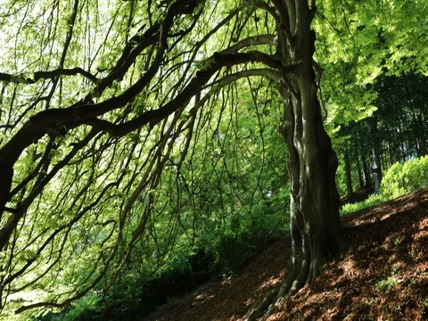 Forest of green tree, pine turn around with steadycam Video stock 78011381