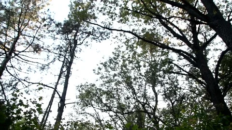 Forest with green trees. Stock Footage 62559579