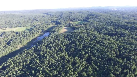 Forest Green Trees Stock Footage 79183781