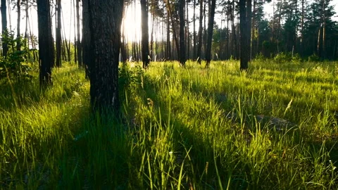 Forest green trees moving Stock Footage 109318411