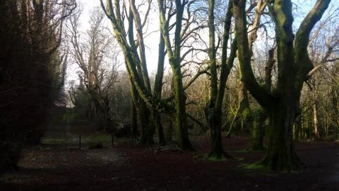 In the forest with green trees Stock Photos