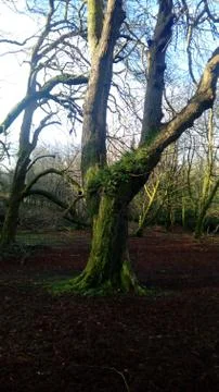 In the forest with green trees Stock Photos