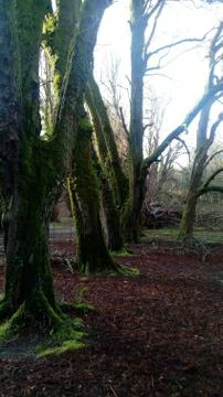 In the forest with green trees Stock Photos