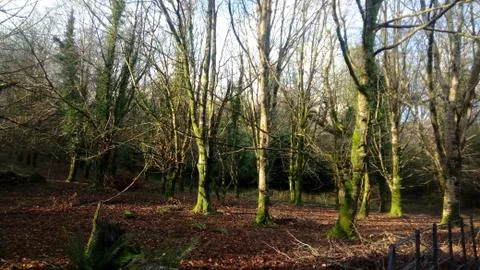 In the forest with green trees Stock Photos
