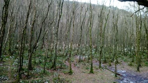 In the forest with green trees Stock Photos
