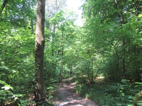 Forest with green trees in summer Stock Photos