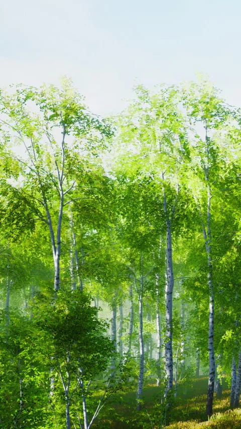 Forest with green trees under a bright sky during the day in spring Stock Footage 338426063