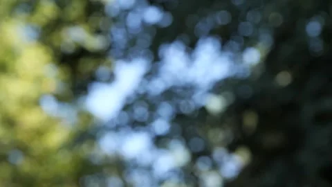 Forest greenery and blue sky with stunning bokeh effects Vidéo 287247382