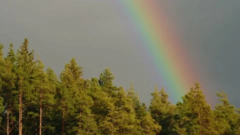 Forest Greenery And A Rainbow During Rainfall In Early Spring Video stock 238620030