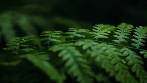 Forest greenery creates a foliage backdrop. Deep in the wild forest, fern le Stock Footage 276105286