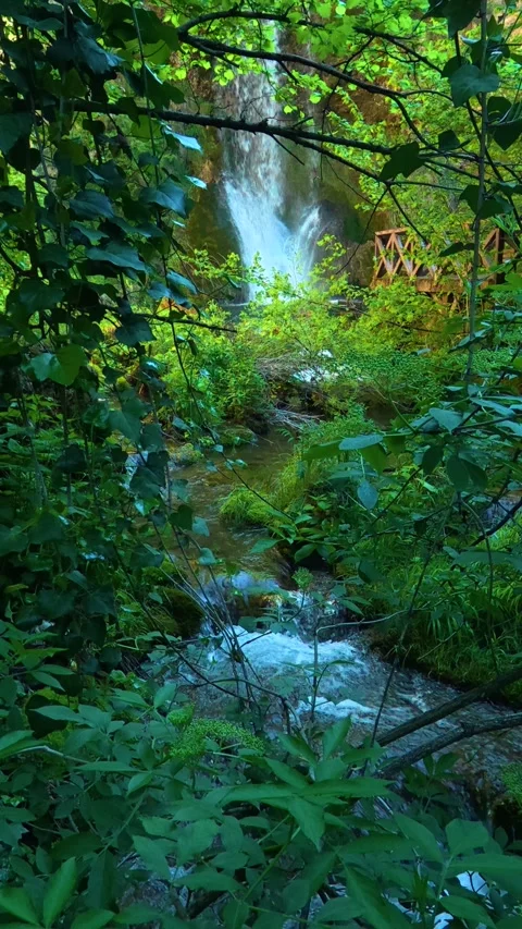 Forest greenery frames a rushing stream. Veliki Buk, Serbia. Vertical Stock Footage 336891066