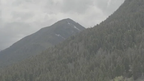 Forest Greenery Peaks With Mountain In Background Stockbeeldmateriaal 248730150