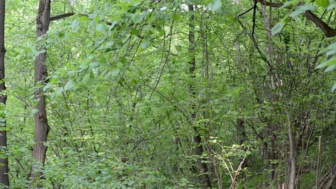 Forest greenery with trees and shrubs in spring or summer in warm Sunny weather  Stock Footage 89774976