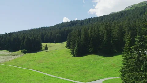 Forest in Grindelwald region Stock Footage 219020844