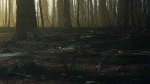 Forest ground after a wildfire with trees in the background Stock Footage 345060328