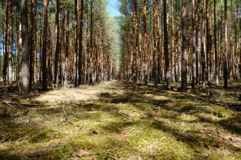 Forest ground closeup - coniferous trees landscape Stock Photos