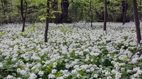 Forest ground covered with blooming white flowers Stock Footage 37557985