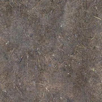 Forest Ground Covered In Dried Pine Needles Stock Photos