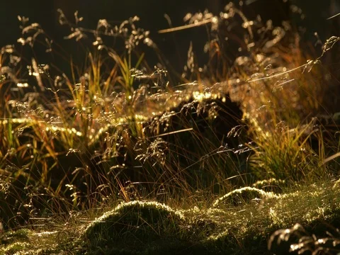 Forest ground in early morning sunlight Stock Footage