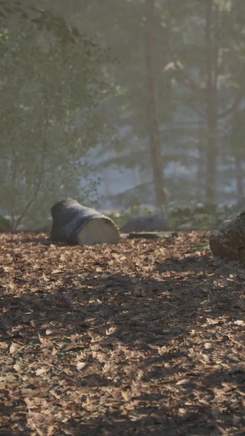 Forest ground with fallen leaves and tree stumps in soft light Stock Footage 341055269